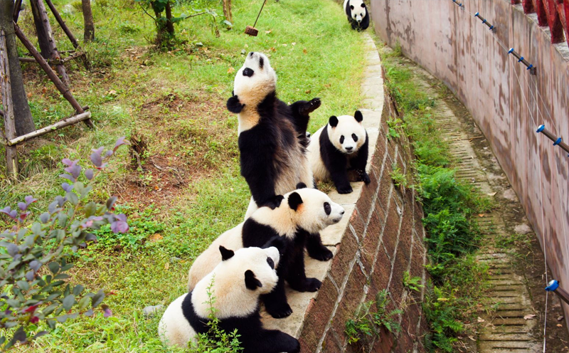 chengdu2.png